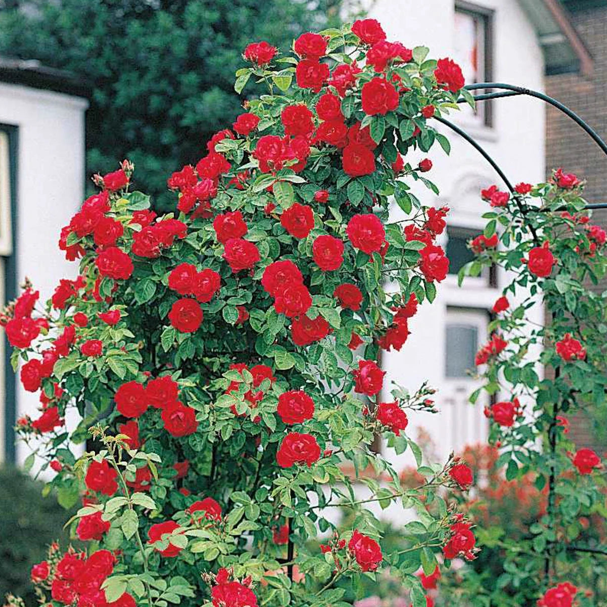 Bare Root Climbing Rose T808