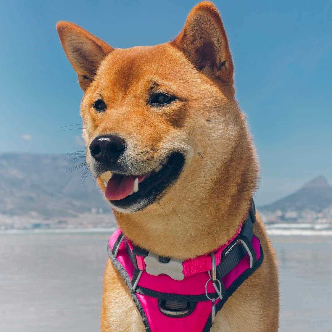 Red Dingo Padded Dog Harness D660533
