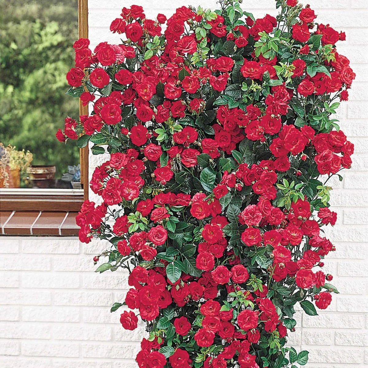 Bare Root Climbing Rose T808