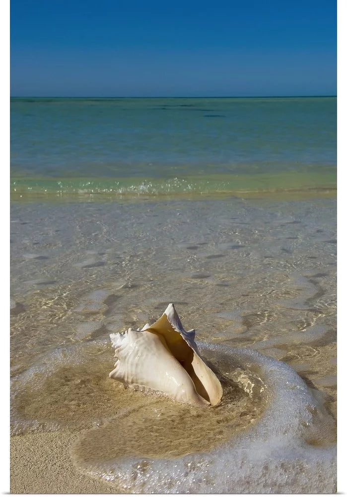 Florida Keys Conch Shell Art Print 16x24 D9603