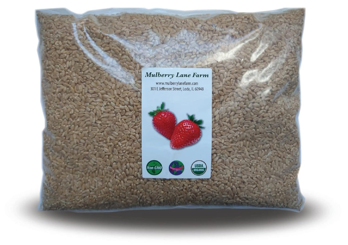 Hard White Wheat Berries 5 Pounds Organic Non-GMO O8585