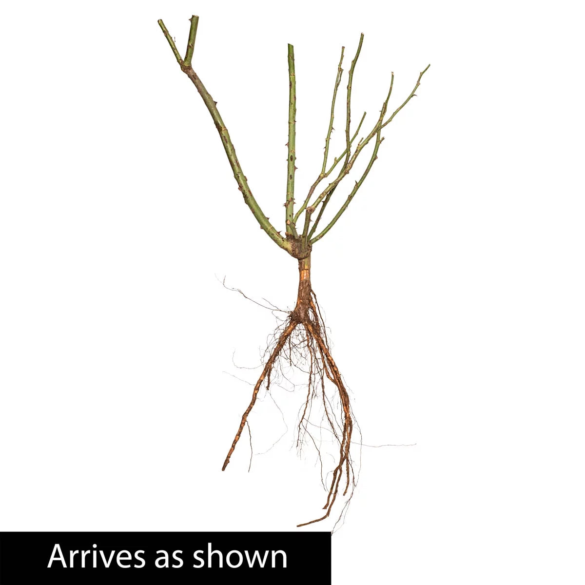 Bare Root Climbing Rose T808