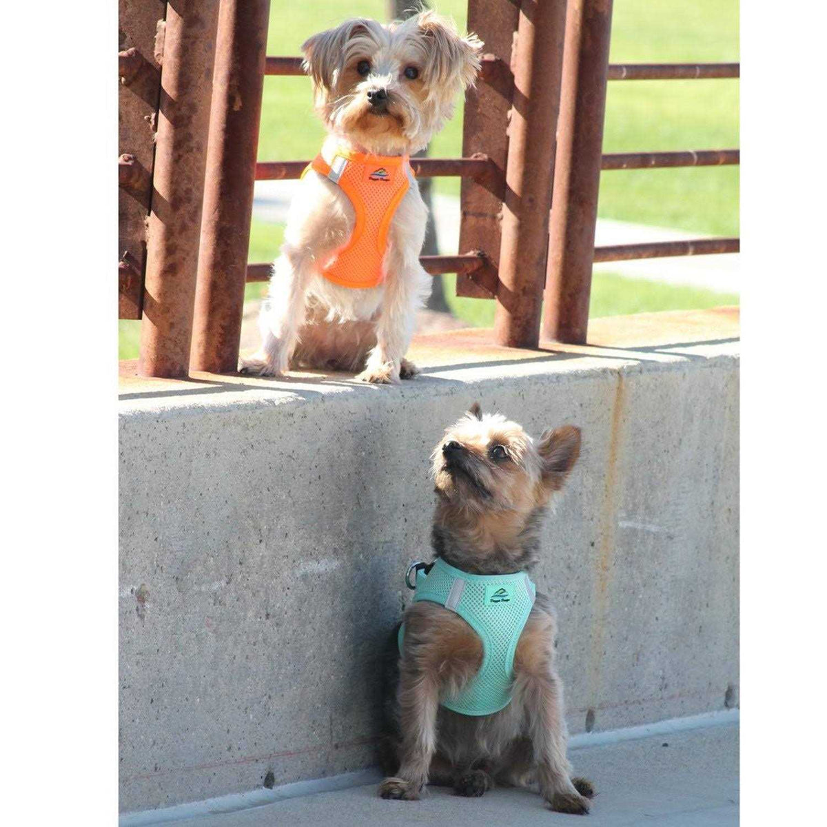 Choke Free Dog Harness S1290