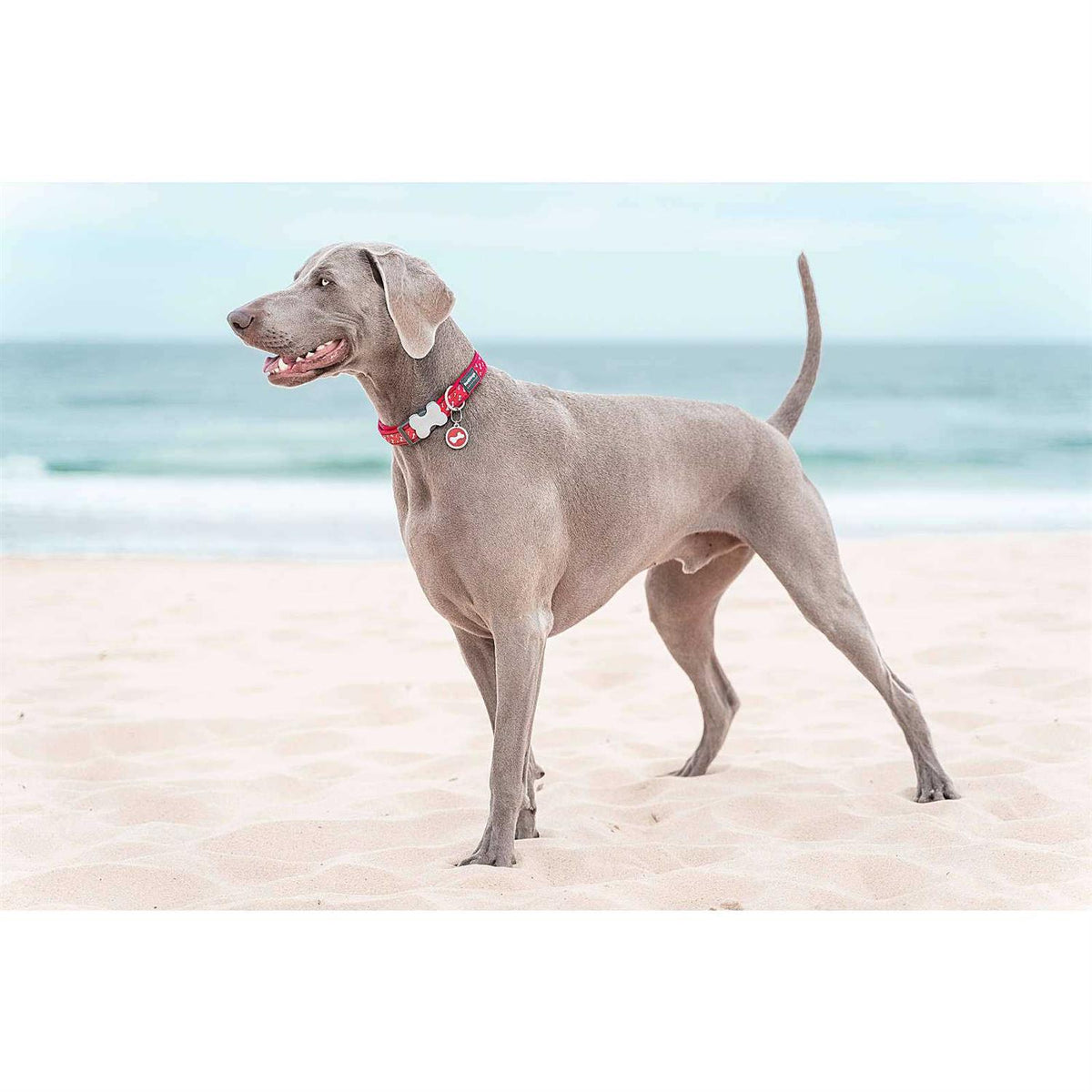 Circle Pet ID Dog Tag F899