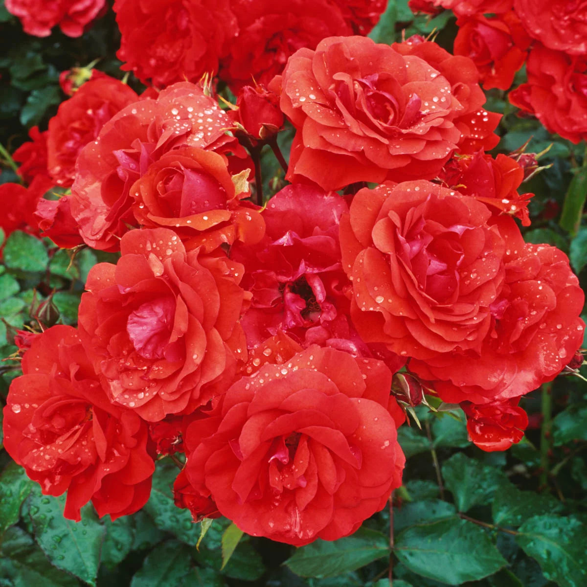 Bare Root Climbing Rose T808