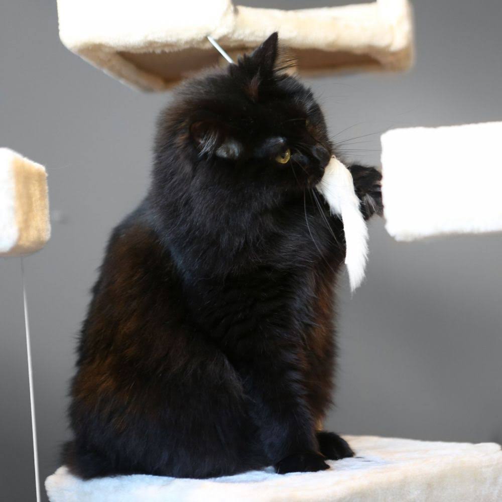 Beige 72 in. Cat Tree Y74654