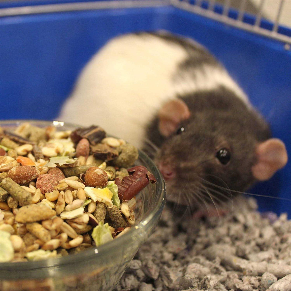Natural Forage Blend Rat O30752