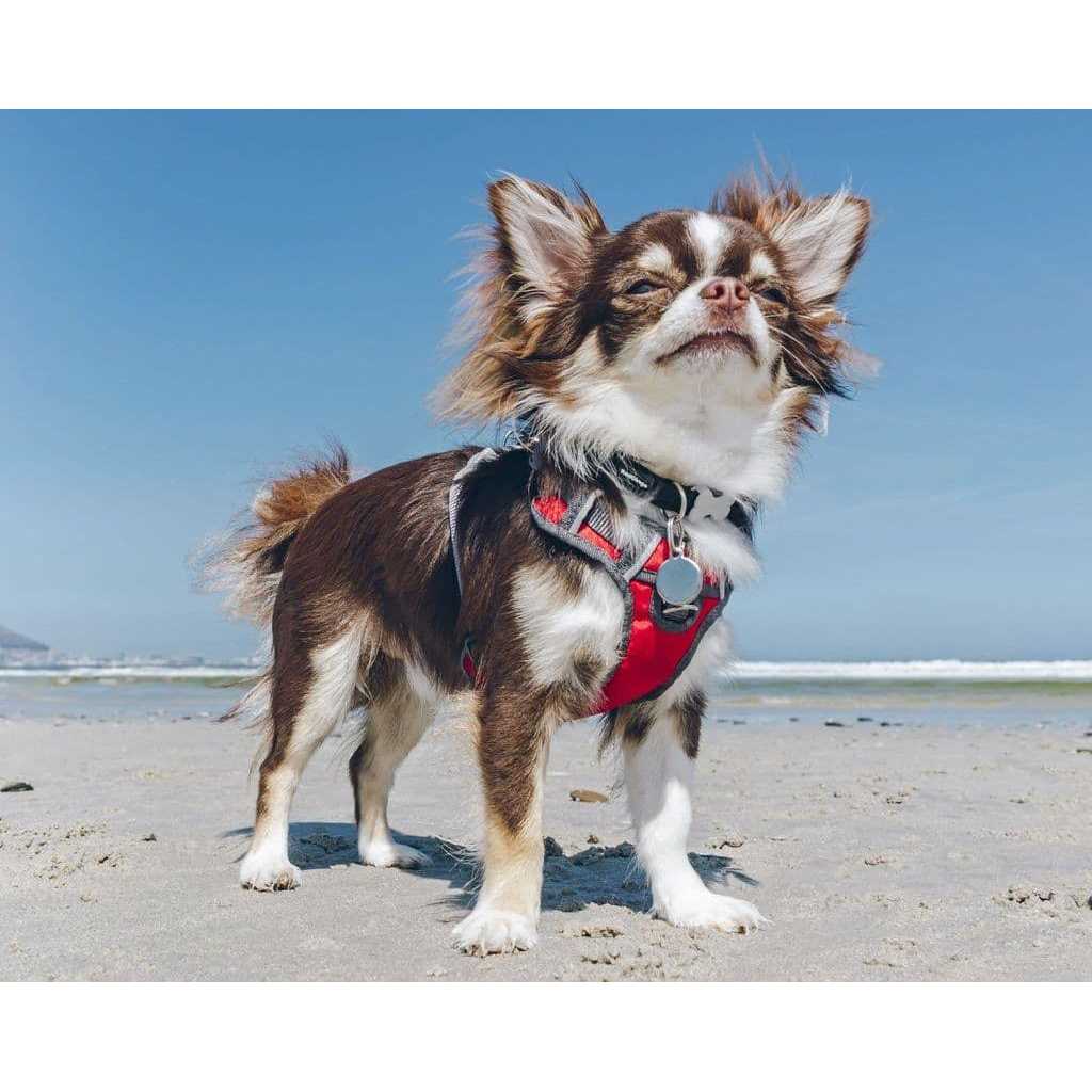 Red Dingo Padded Dog Harness D660533