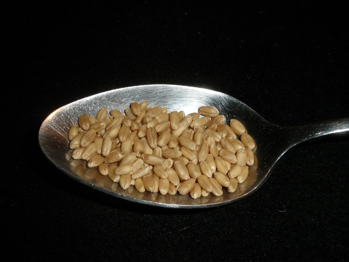 Hard White Wheat Berries 5 Pounds Organic Non-GMO O8585