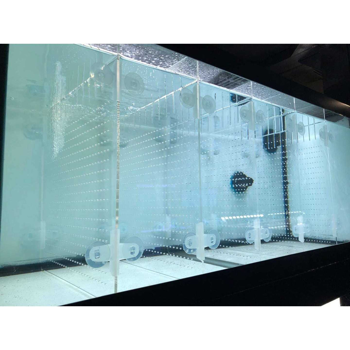 Acrylic Aquarium Divider Kit with Suction Cups J18746