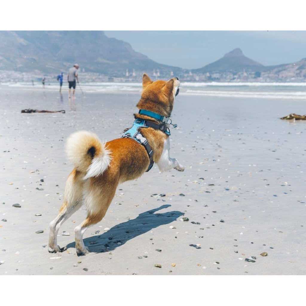 Red Dingo Padded Dog Harness D660533
